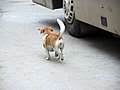 陆风X8