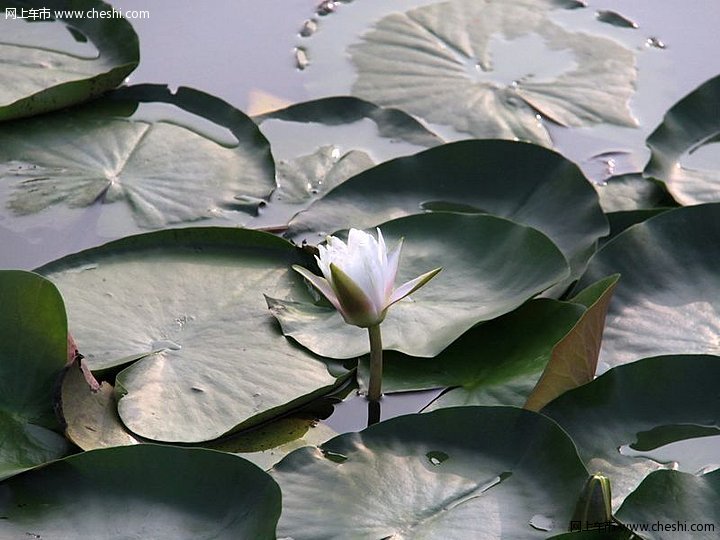 西溪湿地