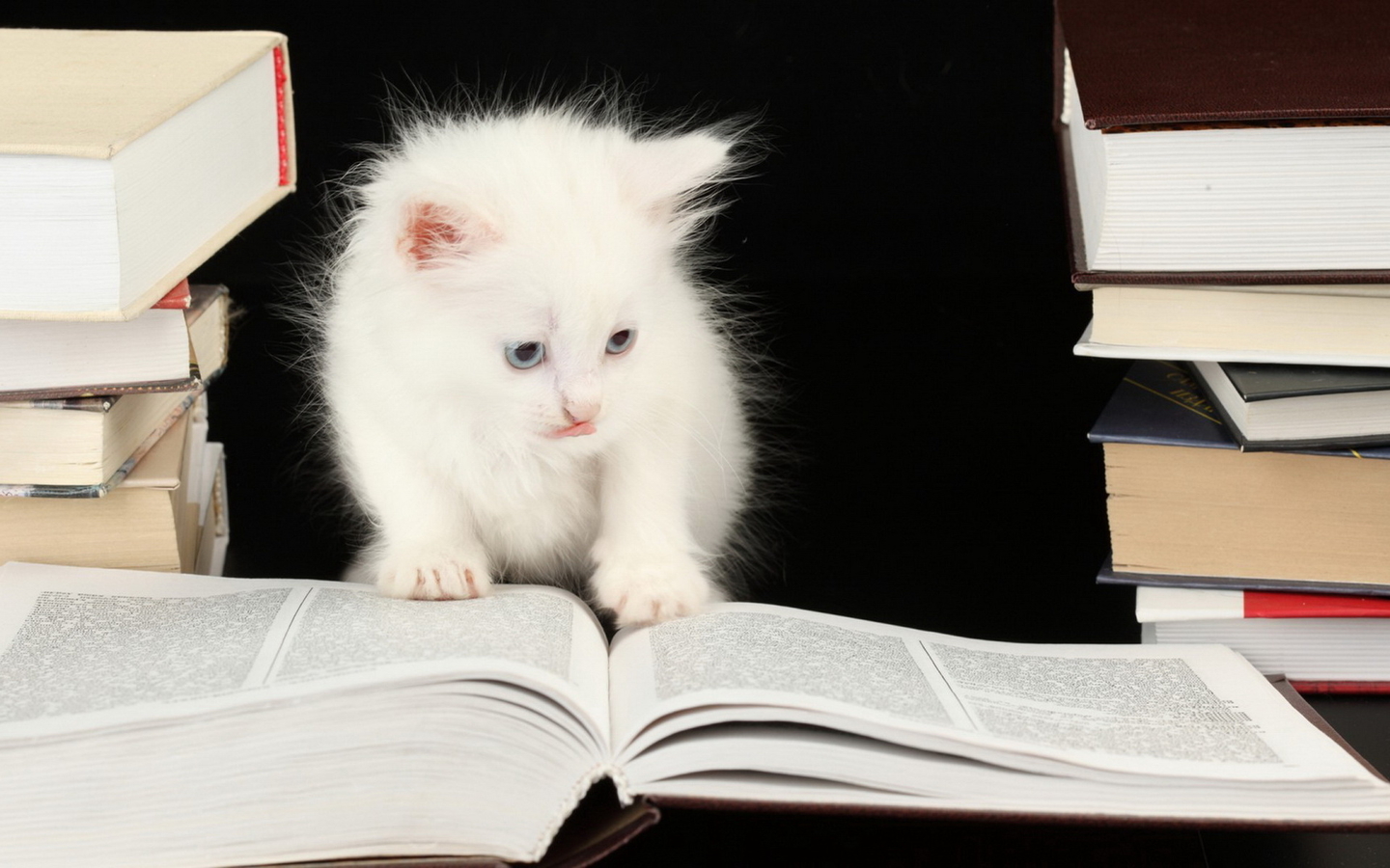 什么猫什么书的成语_成语故事图片(2)