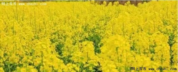 油菜花开，游览南京周边最“黄”的地方-图1